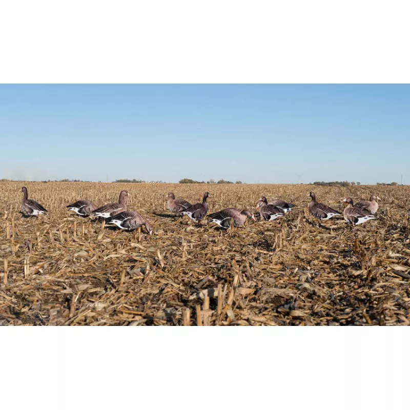 GHG DECOY SYSTEMS Pro-Grade Silhouette Specklebelly Goose Decoys